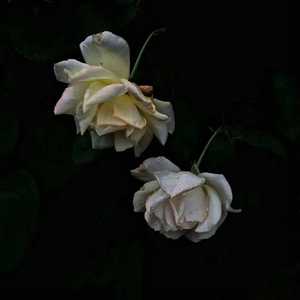 初中生女孩与男孩做爱视频
